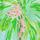 Lilly Pulitzer x Janie and Jack Rommy Baby Romper