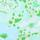 Lilly Pulitzer x Janie and Jack Lavi Baby Romper