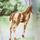 The Horse Ranch Dress