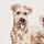 Dog Tee